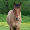 Horse Club
